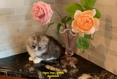 We have a litter of gorgeous kittens, the result of cross-breeding between two pure lines: Scottish...