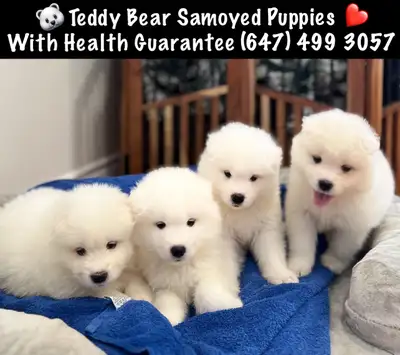 GORGEOUS SAMOYED PUPPIES READY JUST AFTER CHRISTMAS 2025, View more
