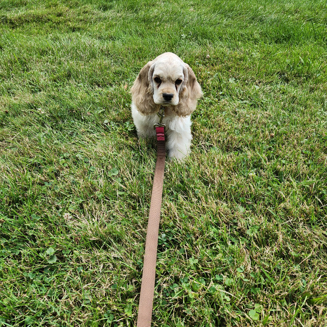 American Cocker Spaniel Puppy CKC Registered Dogs & Puppies for Rehoming Hamilton Kijiji