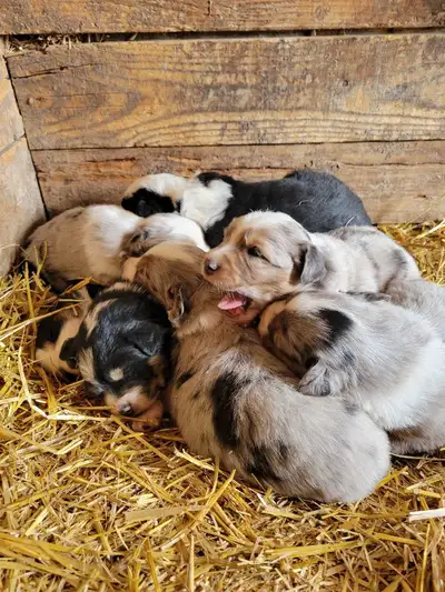 Aussie Puppies, View more
