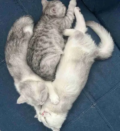 4 adorables chatons Scottish Straight prêts à partir dès mainten, View more