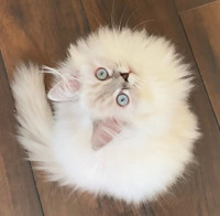 Handsome Persian Himalayan Kitten