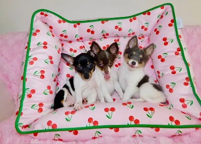 Chiotschihuahua male de 2 mois1/2 in Dogs & Puppies for Rehoming in City of Montréal - Image 6