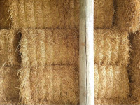 BIG square straw bales