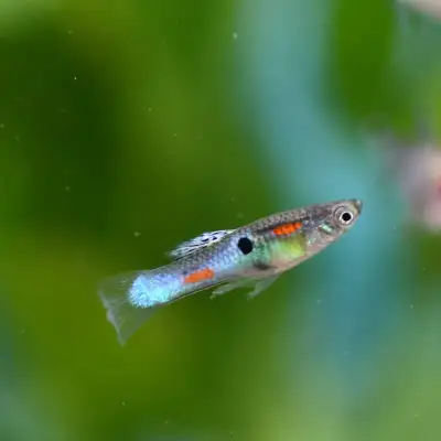 Japanese Blue Endlers, View more