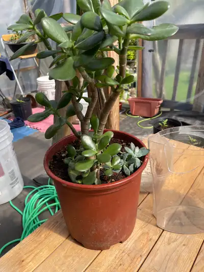 BULK PLANT SALE Plants  FROM $10, View more