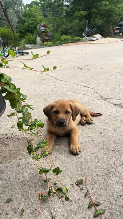 Adorable Farm Pups!, View more