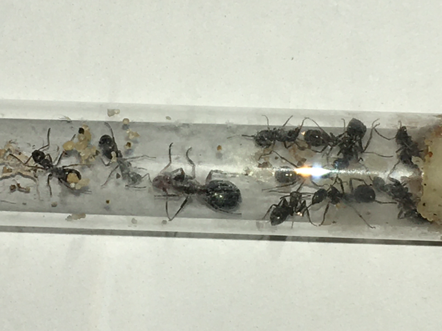 Ant Farm, Pet Ants with Queens in Test Tube setups in Other Pets for Rehoming in Edmonton - Image 3