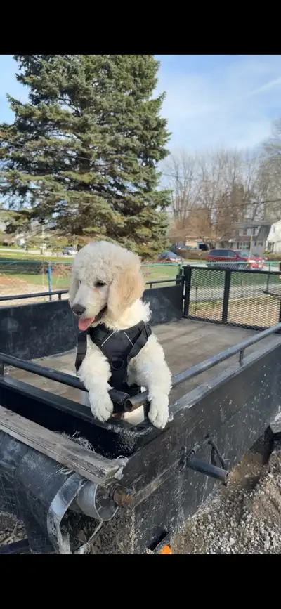 Goldendoodle Puppy for Sale, View more