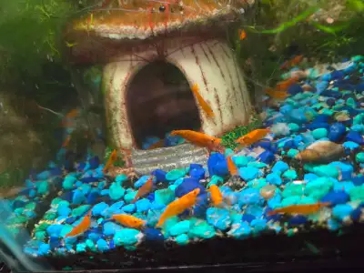 Neocaridina Shrimp for Sale, View more