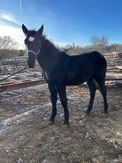 Percheron Stud Colt, View more