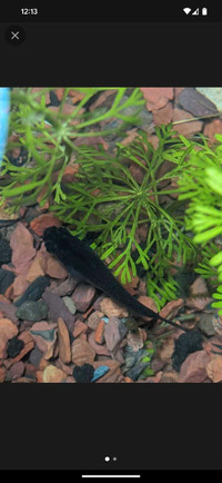 Black medaka rice fish 