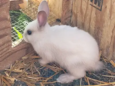 Free Californian X bunnys, View more