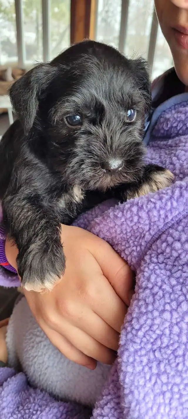 Adorable  schnauzer  nain in Dogs & Puppies for Rehoming in Longueuil / South Shore - Image 3