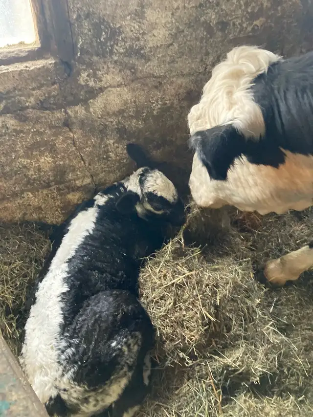 Farm Experience458404529303070723