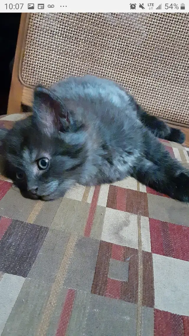 Chubby female black and gray  maincoon kitten one left