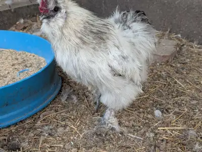 Silkie Chickens, View more
