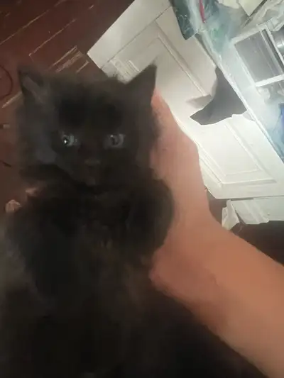 Kittens for sale, View more