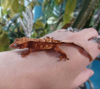 Red Base Softscale Crested Gecko 