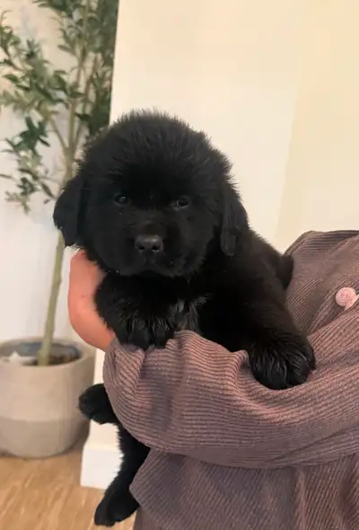 Newfoundland x bernese pups, View more