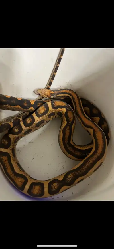 scaleless corn snake, View more