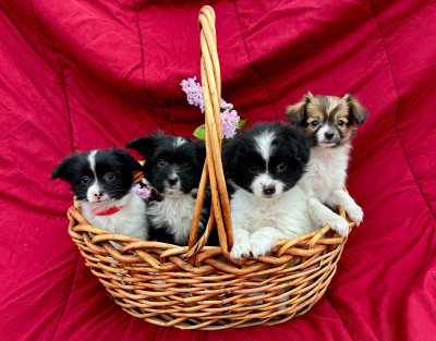 Shih Tzu x Pomeranian puppies 