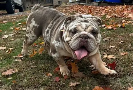 ⭐️ENGLISH BULLDOG⭐️ in Dogs & Puppies for Rehoming in Kingston - Image 7