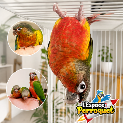 ⭐⭐ Bébé Conure Yellowside facteur rouge ⭐⭐ @The Parrot Space, View more