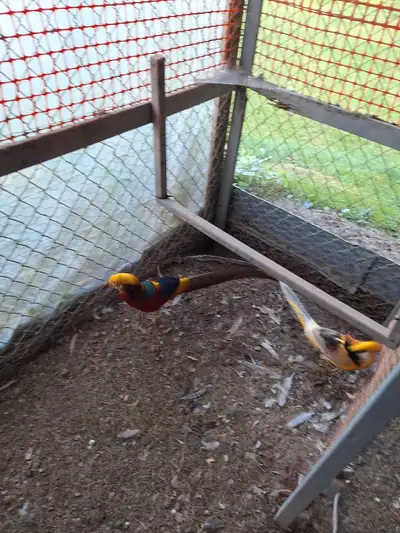 1 yellow gold & 1 red gold both male. 2 years old.
