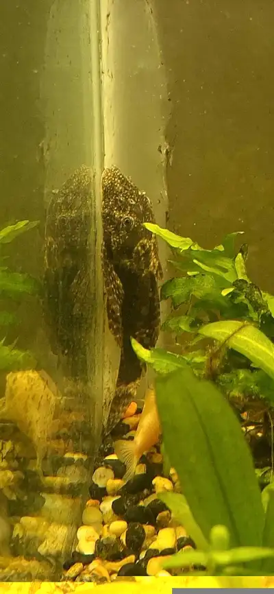 bristlenose pleco breeding pair, View more