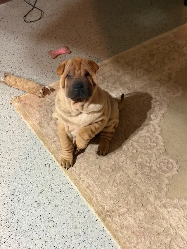 Chinese Shar Pei puppies in Dogs & Puppies for Rehoming in St. Catharines - Image 5