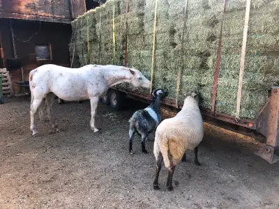 High quality hay square bales Any animals like this hay: goats, sheep, lamas, horses, … Timothy, Orc...