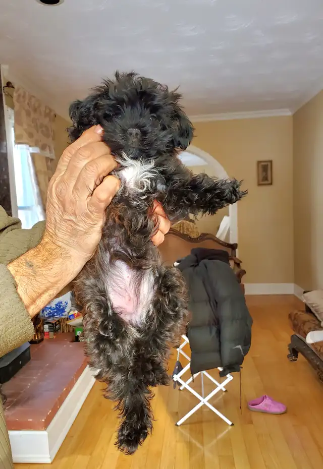 Yorkie poo- SOLD!!! in Dogs & Puppies for Rehoming in Oakville / Halton Region - Image 5