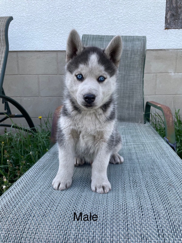 Purebred Siberian Husky Pups Dogs & Puppies for Rehoming Edmonton