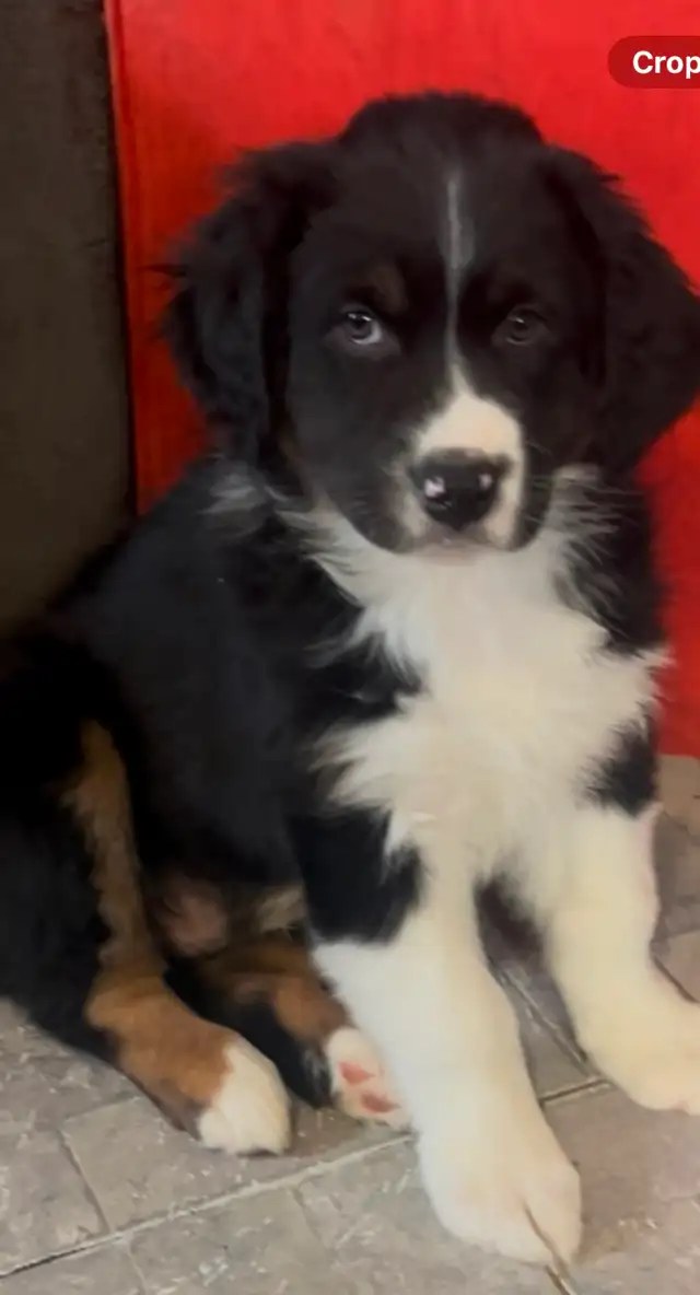 Australian Shepherd (pending) in Dogs & Puppies for Rehoming in Barrie - Image 3
