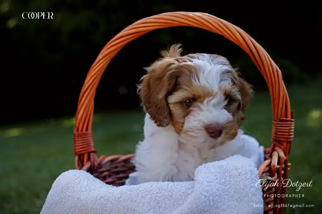 Cockapoo/Toy Poodle puppies! in Dogs & Puppies for Rehoming in Kitchener / Waterloo - Image 3