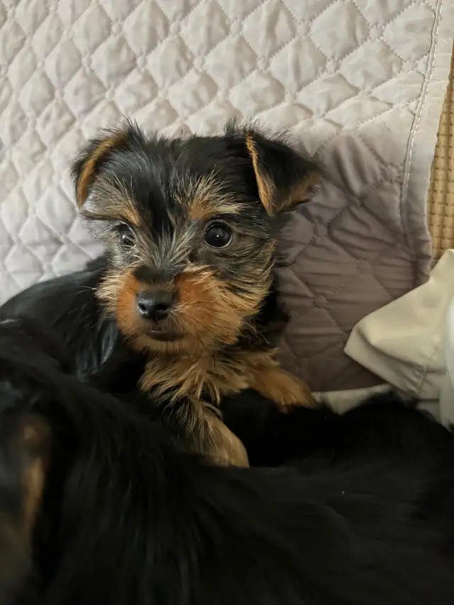 Yorkie puppies in Dogs & Puppies for Rehoming in Fredericton - Image 6