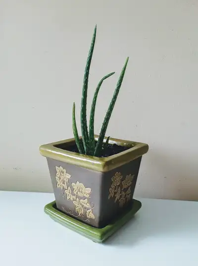 Aloes Vera Barbadensis in Ceramic Pot, View more