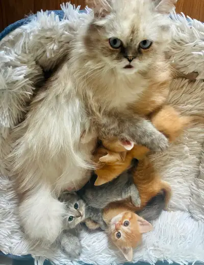 Persian Mix Kittens, View more