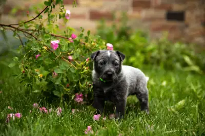 Blue and Red Heeler Puppies, View more