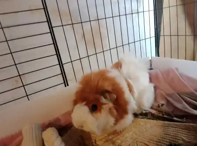 2 female guinea pigs & supplies, View more