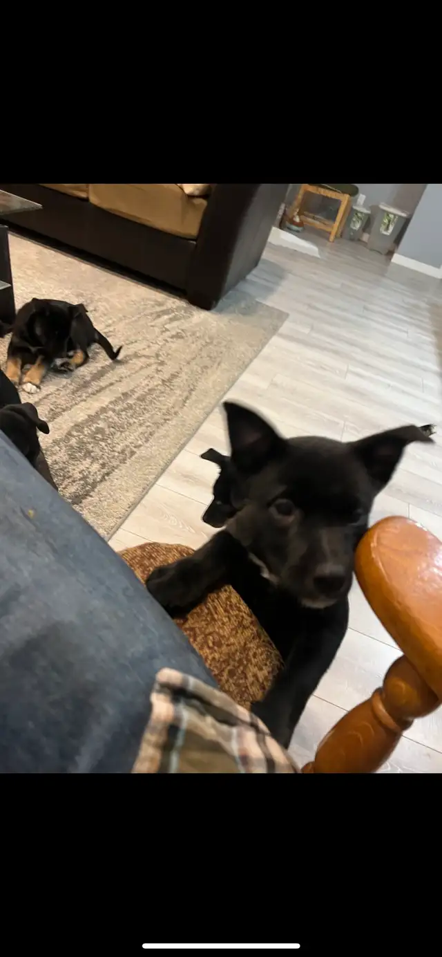 Kelpie husky mix puppies in Dogs & Puppies for Rehoming in Edmonton - Image 2