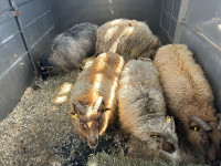Icelandic sheep for sale 