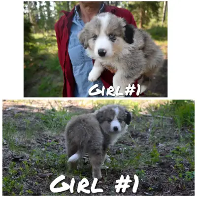 Australian Shepherd Huskies in search of their new homes! Adorable, smart, eager to learn little pup...