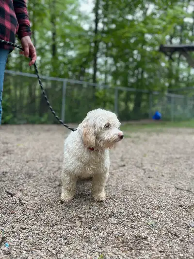 1.5 yr old Mini Goldendoodle male, View more