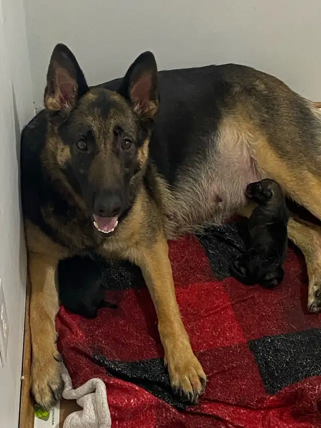 German Shepherd Puppies CKC registered in Dogs & Puppies for Rehoming in Edmonton - Image 9