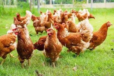 Hello, we have just recently got out chicken coop ready and are looking to finally add a couple chic...