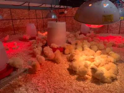 Hi all, I have 50 white Rock Chicks Unvaccinated 4 days old $8/chick