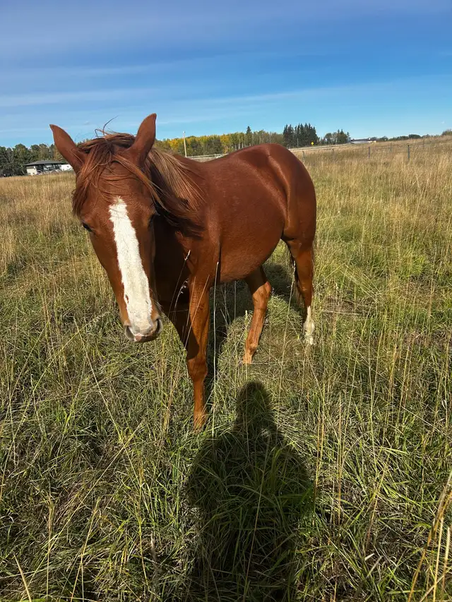 2yr old Dash Ta Fame Barrel Futurity Prospect  in Horses & Ponies for Rehoming in St. Albert - Image 6