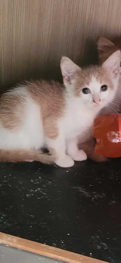 KITTENS READY FOR NEW HOME, View more